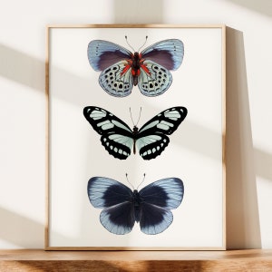 Insect Print, Blue Butterfly Print, Insect Art, Nature Photography, Bedroom Wall Art Print, Butterfly Art Print, Butterfly Wall Art Print