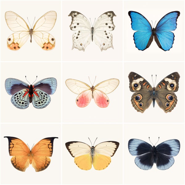 Butterfly Print Set, Affordable Art Prints, 5x5 Photo Collection, 5x5 Print Set, Butterfly Photo Set, Mini Print Set