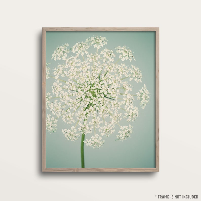 Botanical Print, Flower Photography, Wall Art, Nature Photography, Fine Art Photograph, Flower Photo, Queen Anne's Lace, Aqua & Ivory Art image 3