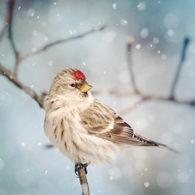 Winter Photography, Winter Art, Bird Photography, Snow, Bird Art, Winter Wall Art, Fine Art Print, Redpoll in Snow No. 8 image 2