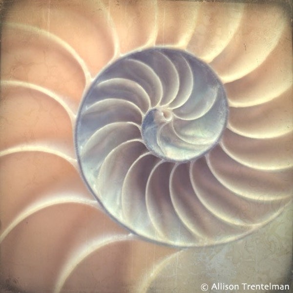Nautilus Shell Spiral Card