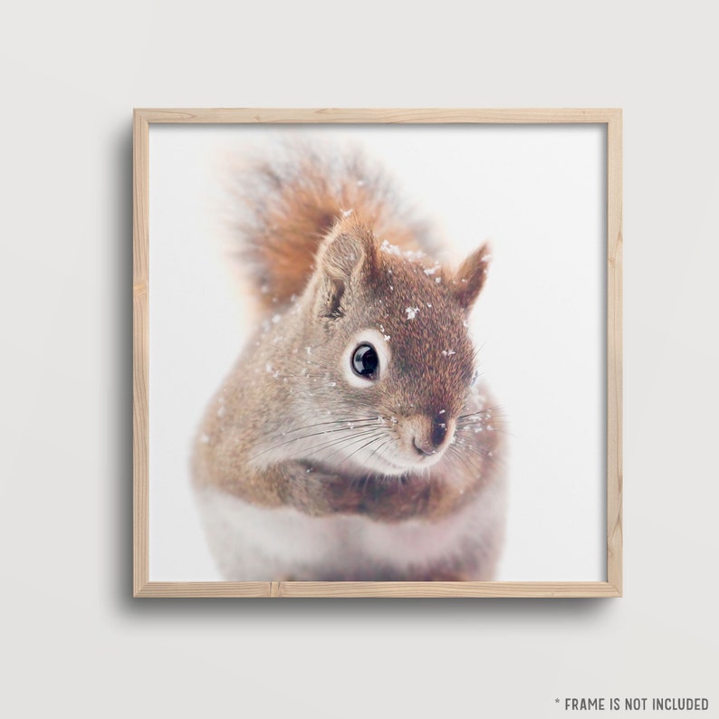 Red Squirrel Art, Nature Photography, Woodland Animal Photography, Woodland Nursery Wall Art, Cute Animal Nursery Art, Winter Photography image 3