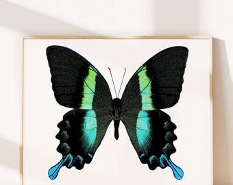 Peacock Butterfly Print, Nature Wall Art, Bedroom Art, Teal, Black, Blue, Natural History Art, Office Wall Art, Fine Art Photograph