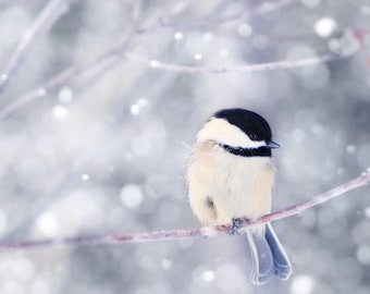 Winter Photography Bird Print, Winter Art, Animal Photography, Nature, Art Print, Woodland Animal, Wall Art, Chickadee in Snow No. 10