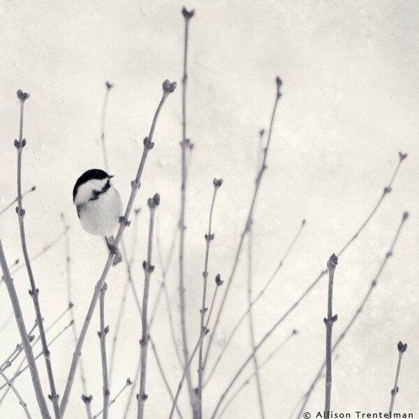 Little Chickadee, 7x7 Black and White Print - Free Shipping