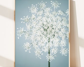 Queen Anne's Lace Flower Photography Print, Blue, White, Flower Wall Art, Floral Photography Print