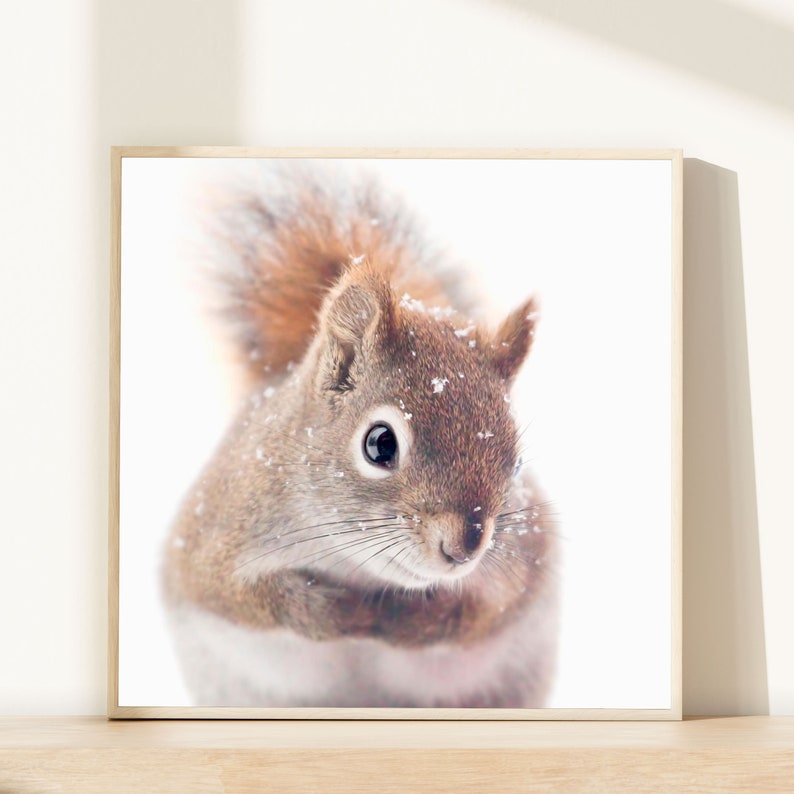 Red Squirrel Art, Nature Photography, Woodland Animal Photography, Woodland Nursery Wall Art, Cute Animal Nursery Art, Winter Photography image 1