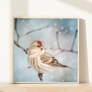 Winter Photography, Winter Art, Bird Photography, Snow, Bird Art, Winter Wall Art, Fine Art Print, Redpoll in Snow No. 8 image 1