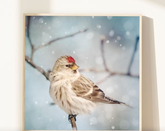 Winter Photography, Winter Art, Bird Photography, Snow, Bird Art, Winter Wall Art, Fine Art Print, Redpoll in Snow No. 8