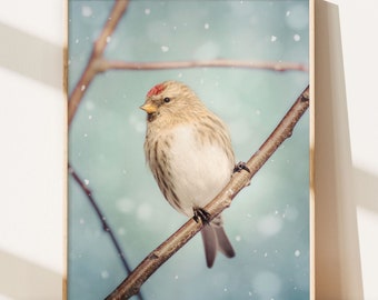 Bird Photography, Animal Wall Art, Bird Art Print, Winter Photography, Nature Photography, Winter Art Print, Redpoll in Snow No. 10