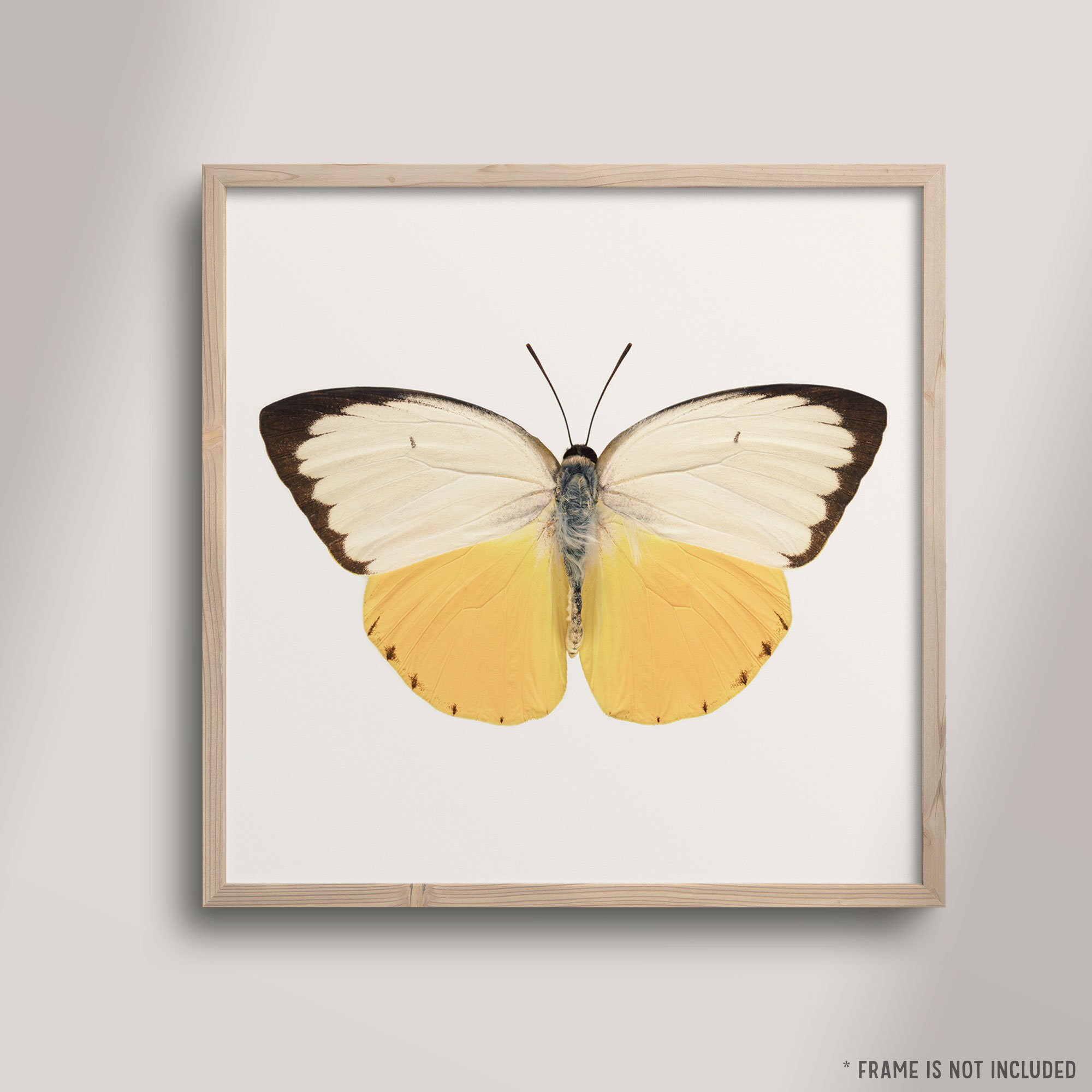 Yellow Butterfly Wall Art Print Fine Art Photography Print Etsy