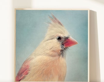 Bird Art Print, Nursery Art, Animal Photography, Nursery Wall Art, Animal Art Print, Nursery Print, Fine Art Photo, Female Cardinal No. 5