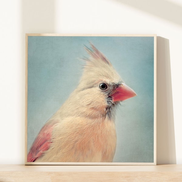 Bird Art Print, Nursery Art, Animal Photography, Nursery Wall Art, Animal Art Print, Nursery Print, Fine Art Photo, Female Cardinal No. 5