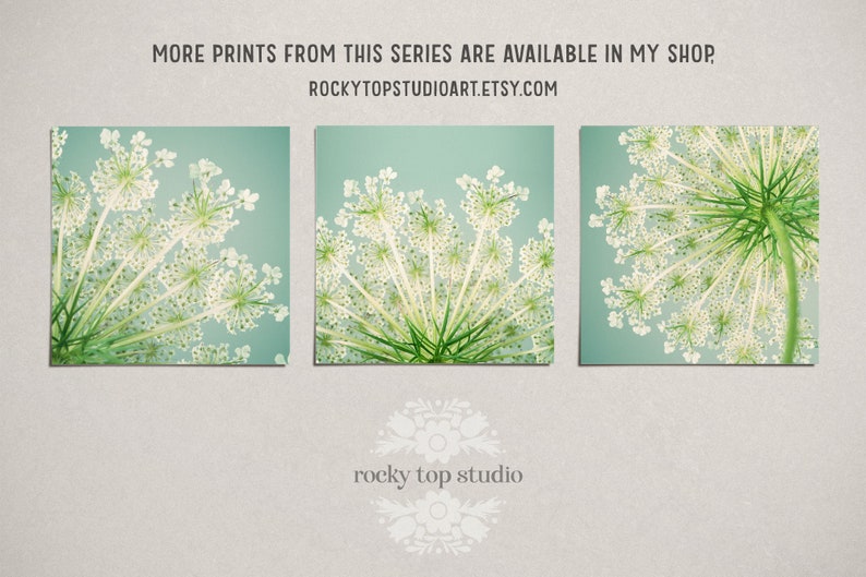 Bedroom Wall Art, Flower Photography, Queen Anne's Lace, Square Art Print, Floral Wall Decor, Aqua, Teal, Green, Living Room Wall Art Print image 5