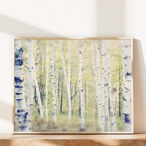 Tree Photography, Birch Tree Art, Landscape Photography, Tree Photo, Woodland Art, Tree Photograph, Tree Print image 1