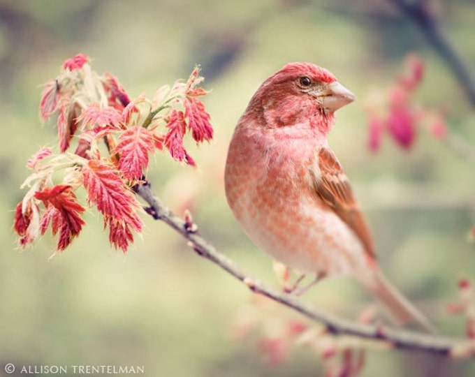 Purple Finch No. 1 Fine Art Bird Photography Print of Little Etsy