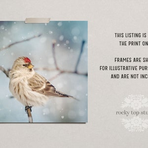 Winter Photography, Winter Art, Bird Photography, Snow, Bird Art, Winter Wall Art, Fine Art Print, Redpoll in Snow No. 8 image 4