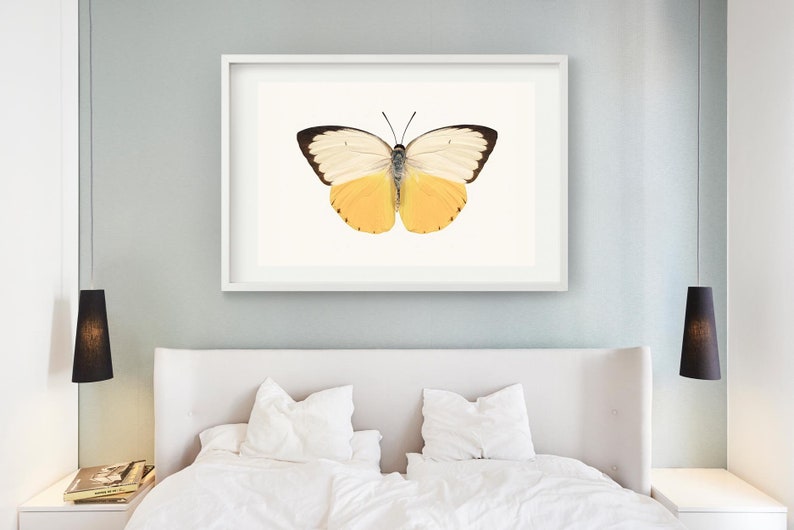 Yellow Butterfly Wall Art Print Fine Art Photography Print Etsy