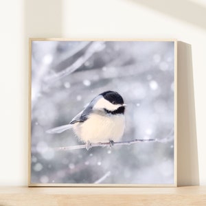 Bird in Snow Fine Art Print, Animal Photography Print, Bird Photography, Winter, Bird Photo, Nature Photography, Chickadee in Snow No. 11 image 1