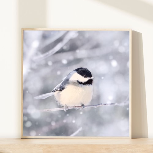 Impression d'art oiseau dans la neige, impression de photographie animalière, photographie d'oiseau, hiver, photo d'oiseau, photographie de la nature, mésange dans la neige n° 11