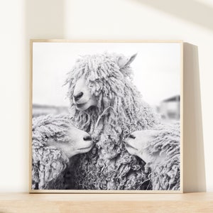Sheep Art, Animal Photography, Sheep Photograph, Animal Art Print, Black & White Photography Print, Wall Decor image 1