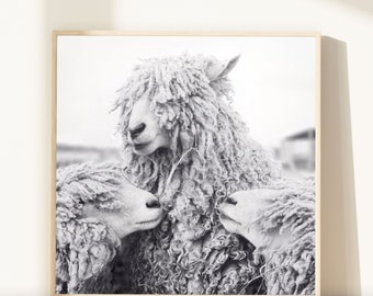 Sheep Art, Animal Photography, Sheep Photograph, Animal Art Print, Black & White Photography Print, Wall Decor