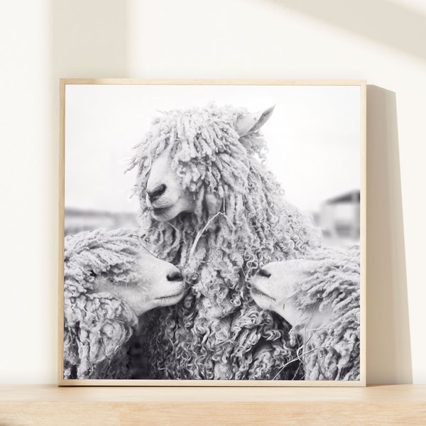 Sheep Art, Animal Photography, Sheep Photograph, Animal Art Print, Black & White Photography Print, Wall Decor