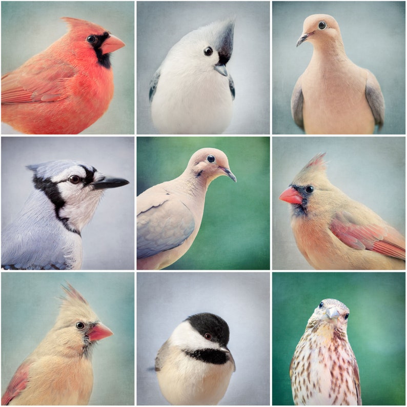 Bird Portraits, Gallery Wall Set, 5x5 Prints, Bird Wall Art Set, Nursery Decor Birds, Nursery Bird Prints, Wall Art Set, Songbird Art image 1