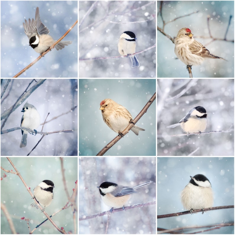 Bird Wall Art Print Set, 5x5, Bird Lover Gift, Affordable Wall Art Set, Winter Decor Indoor, Bird Photography Wall Prints, Winter Art Set, image 1
