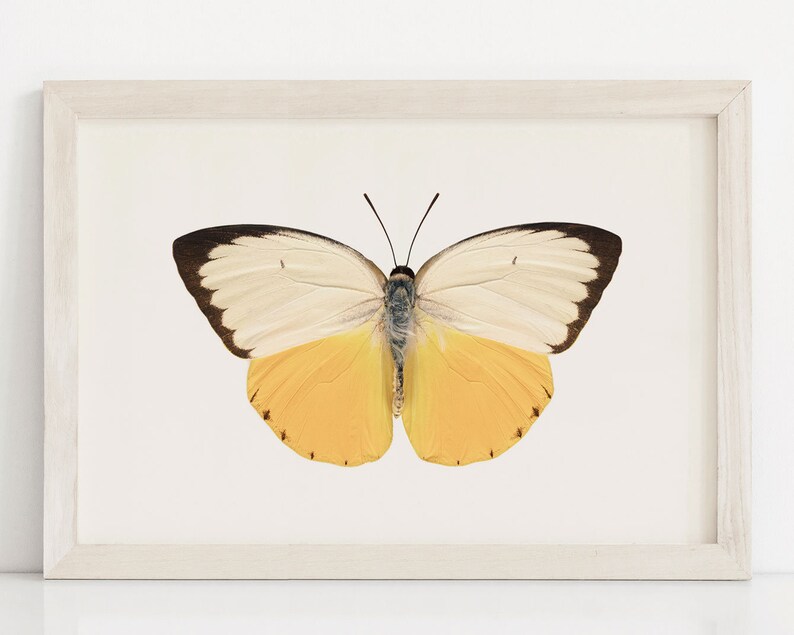 Yellow Butterfly Wall Art Print Fine Art Photography Print Etsy