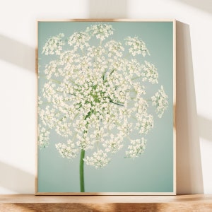 Botanical Print, Flower Photography, Wall Art, Nature Photography, Fine Art Photograph, Flower Photo, Queen Anne's Lace, Aqua & Ivory Art