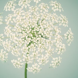 Botanical Print, Flower Photography, Wall Art, Nature Photography, Fine Art Photograph, Flower Photo, Queen Anne's Lace, Aqua & Ivory Art image 2