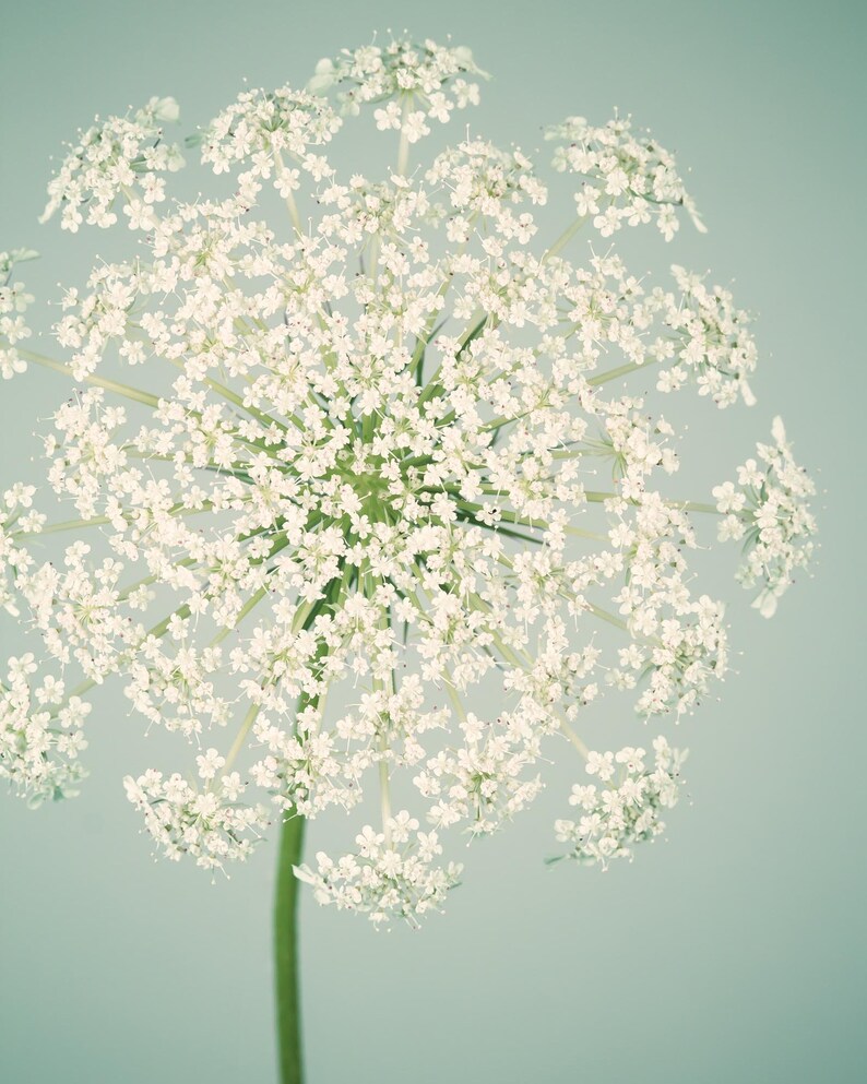 Botanical Print, Flower Photography, Wall Art, Nature Photography, Fine Art Photograph, Flower Photo, Queen Anne's Lace, Aqua & Ivory Art image 2