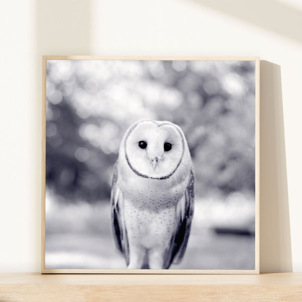 Barn Owl Print, Woodland Animal Photography Print, Owl Art Print, Owl Photograph, Owl Photo, Black & White