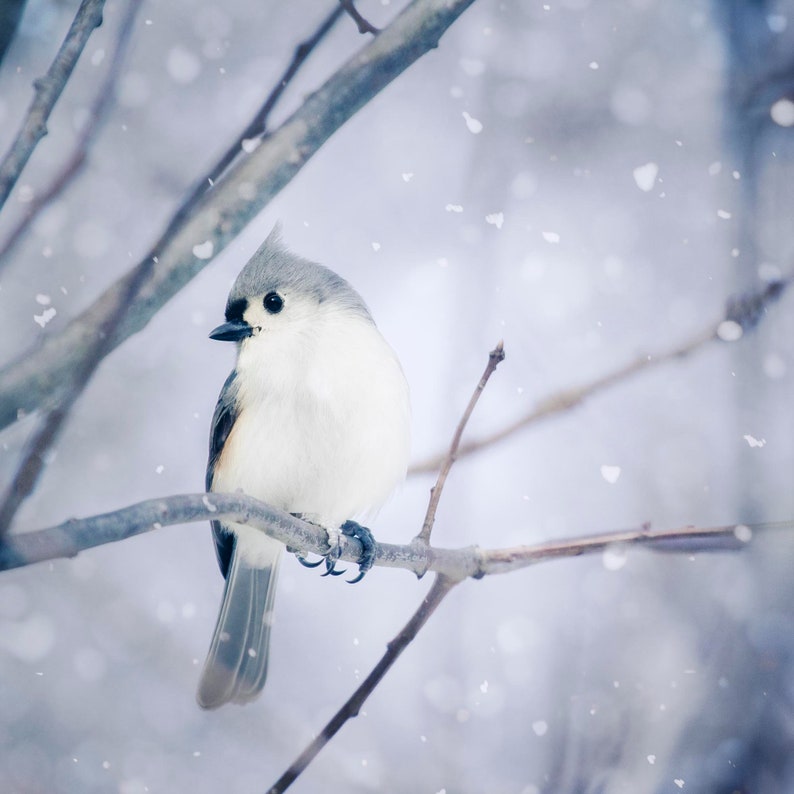 Winter Wall Art, Winter Photo, Winter Art, Bird Print, Woodland Animal Art Print, Bird Photograph, Tufted Titmouse in Snow No. 9 image 2