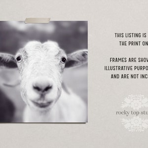 Smiling Goat Art Print Animal Photography Print Cute Animal - Etsy