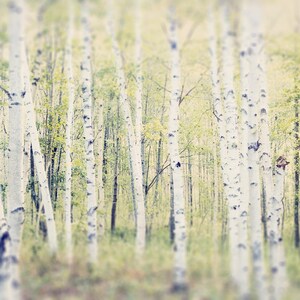 Tree Photography, Birch Tree Art, Landscape Photography, Tree Photo, Woodland Art, Tree Photograph, Tree Print image 2