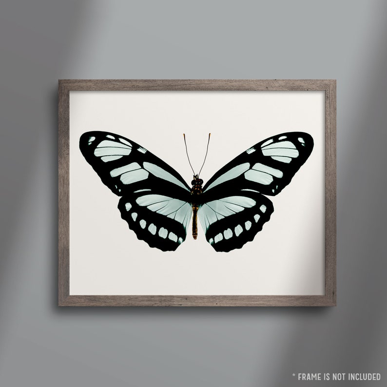 Teal Butterfly Art Print, Office Wall Art for Women, Bedroom Art Decor, Teal and Black Wall Art, Nature Prints Wall Art, Fine Art Print image 3