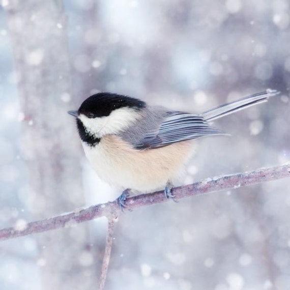 Wonderful Winter Animals Photography