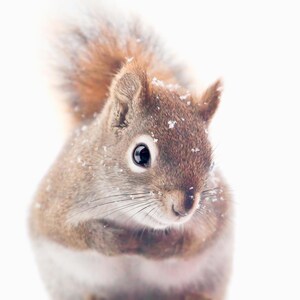 Red Squirrel Art, Nature Photography, Woodland Animal Photography, Woodland Nursery Wall Art, Cute Animal Nursery Art, Winter Photography image 2