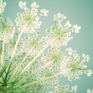 Bedroom Wall Art, Flower Photography, Queen Anne's Lace, Square Art Print, Floral Wall Decor, Aqua, Teal, Green, Living Room Wall Art Print image 2