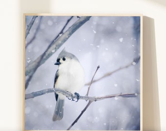 Winter Wall Art, Winter Photo, Winter Art, Bird Print, Woodland Animal Art Print, Bird Photograph, Tufted Titmouse in Snow No. 9