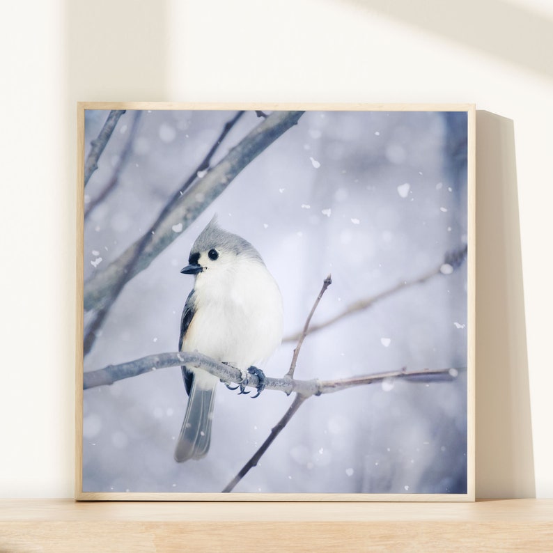 Winter Wall Art, Winter Photo, Winter Art, Bird Print, Woodland Animal Art Print, Bird Photograph, Tufted Titmouse in Snow No. 9 image 1