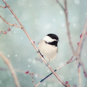 Winter Decor, Winter Photo, Bird Photo, Winter Art, Snow Photo, Nature Photography, Winter Bird Print, Chickadee in Snow No. 18 image 2