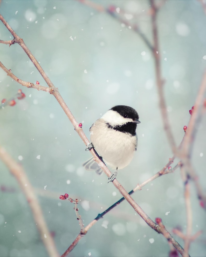 Winter Decor, Winter Photo, Bird Photo, Winter Art, Snow Photo, Nature Photography, Winter Bird Print, Chickadee in Snow No. 18 image 2