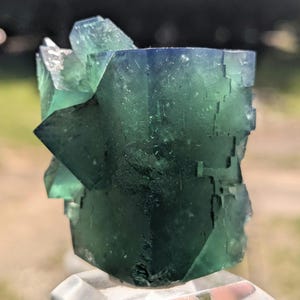 Gierige Schweinstasche Grüner Fluorit Kristall, Diana Maria Mine, England Bild 6