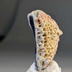 Peut inclure: Spécimen de pierre naturelle unique avec une texture en nid d'abeille. La pierre présente un mélange de couleurs beige, marron et bleu foncé. Le spécimen est monté sur un socle en acrylique transparent.