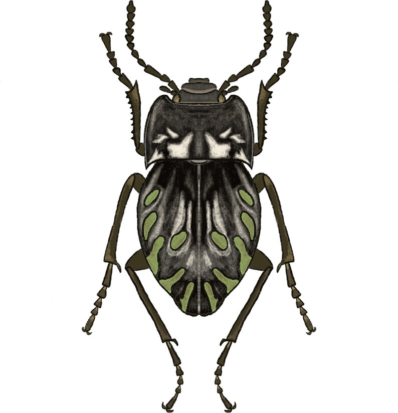 Darkling Beetle Gyriosomus parvus Vinyl Insect Sticker image 3