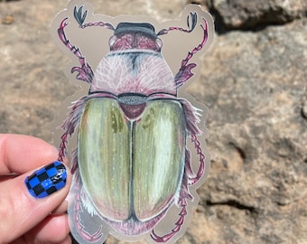 Apple Fairy Chafer Beetle (Proagopertha lucidula) 2.7" x 4" Clear Sticker