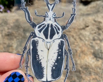 Goliath Beetle (Goliathus regius) 2.25" x 3.5" Clear Sticker